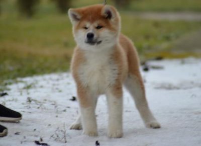 4drugazenka1579771821