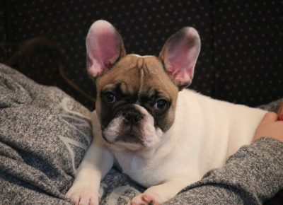 IMGcec9b5cd90bd587b1ea44425d21e1488V1579868798