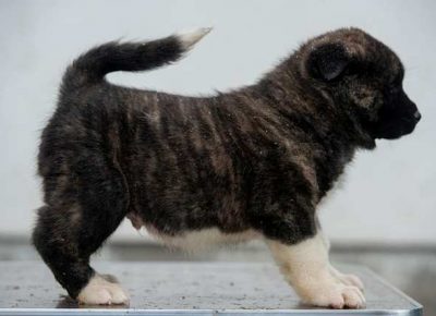 americkaakita011578416058