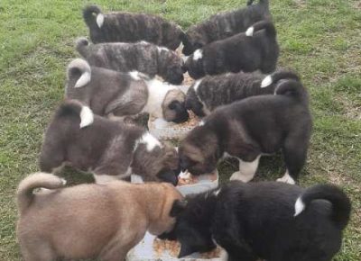 americkaakita041578416058