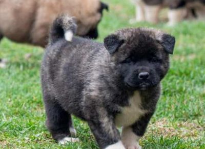 americkaakita071578416059