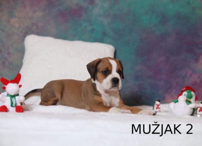 baraćmuzjak11578915837