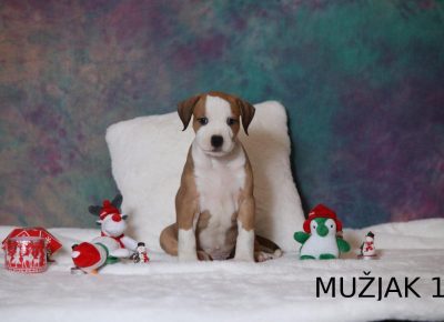 baraćmuzjak21578915836