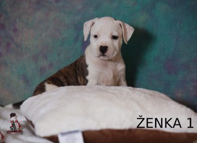 baraćzenka11578915836