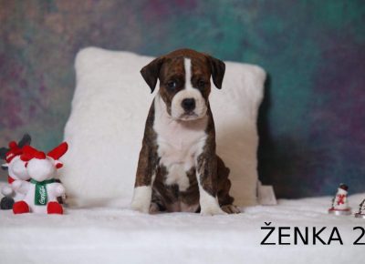 baraćzenka21578915836