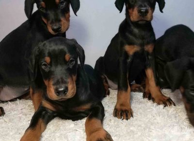 dobraseta11580207266