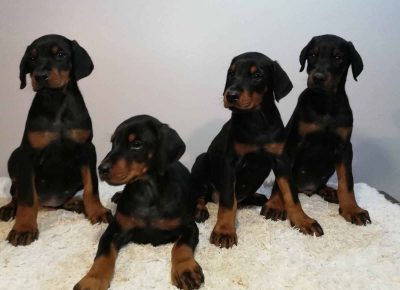 dobraseta21580207265