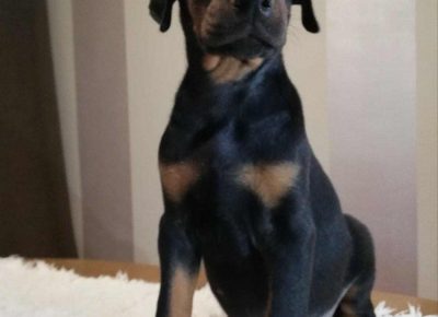 dobraseta31580207268