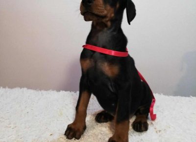 dobraseta41580207265