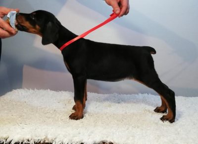 dobraseta61580207266