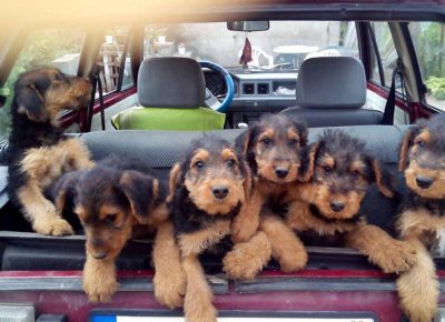 erdeltergl1577985972