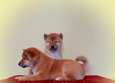 shiba11580408148