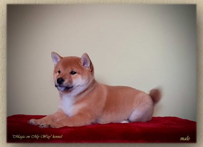 shiba21580408148
