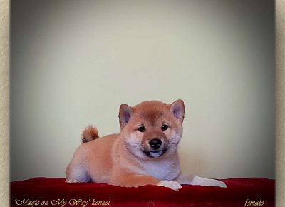 shiba31580408148
