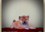 shiba31580408148