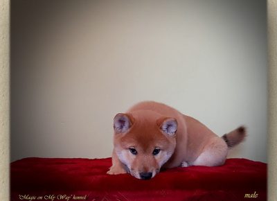 shiba41580408149