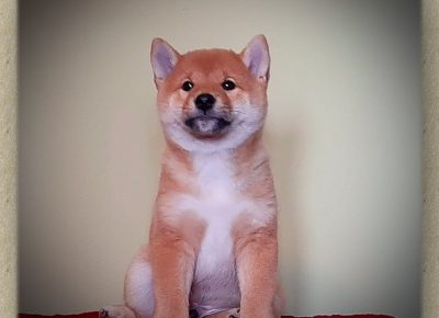 shiba61580408149