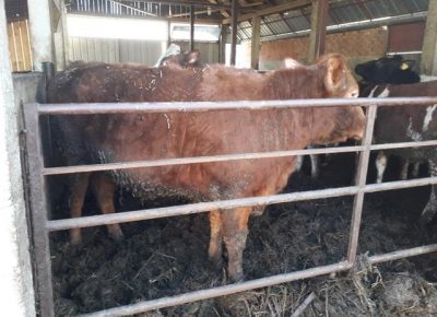 01steonajunica1581878553