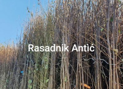 01viberslika20191206132354manja1581037054