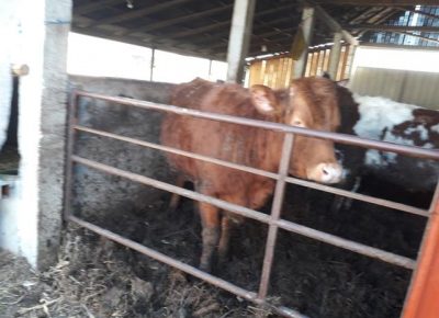 02steonajunica1581878553