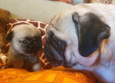 1.8628782114409328827486294336041773353664512n1581772724