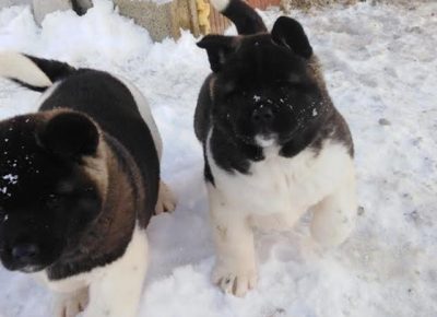 1Aleksandar1581539308