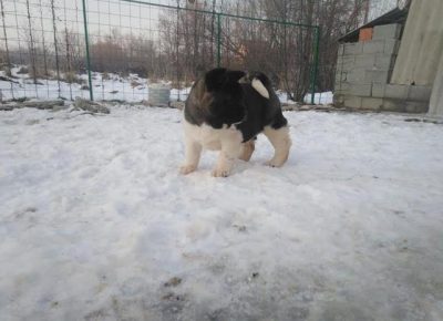 2Aleksandar1581539308