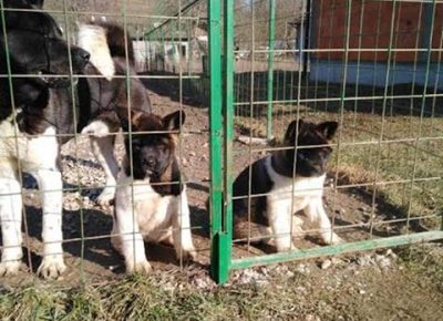 3Aleksandar1581539309