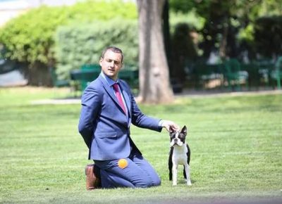 3bostonterijer1581203864