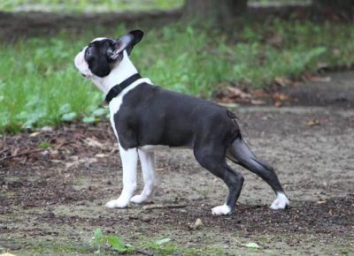 4bostonterijer1581203865