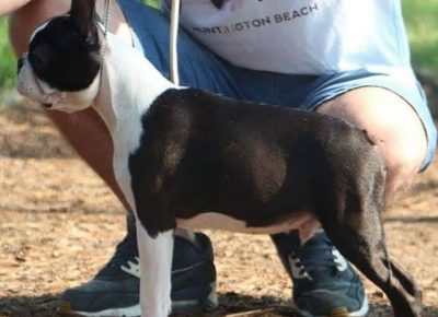 5bostonterijer1581203866