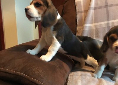 6beautifulbeaglegirls5e05eea3a3c4b1582785811