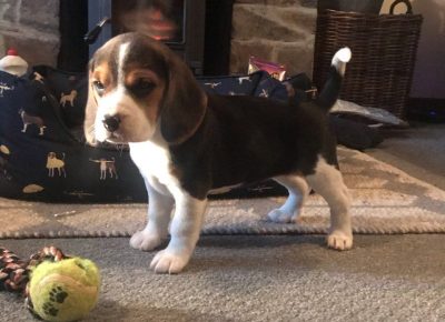 6beautifulbeaglegirls5e05eeafc7a121582785811