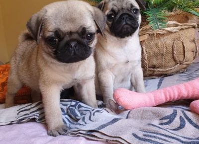 842439646188765686816024332124548431347712n1581772720