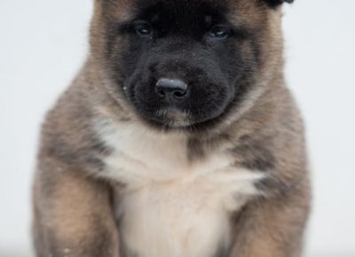 8649310330868242646749935584639966606000128n1581801747