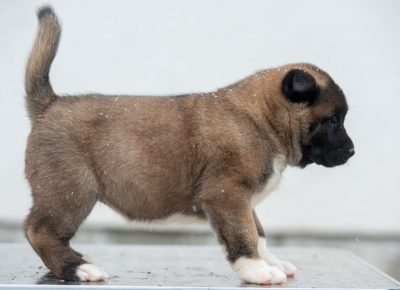 8662027427643179937953383046233583644573696n1581801760