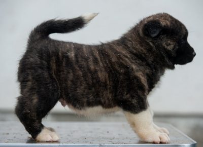 867965316218338119389884515170436769644544n1581801767