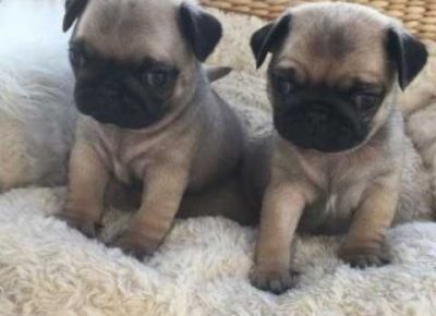 Copyoffawnkcpugsreadynow5e273f88afc131582787661