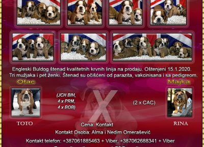 EngleskiBuldogštenadkvalitetnihkrvnihlinijanaprodaju28februar2020srpski11582930997