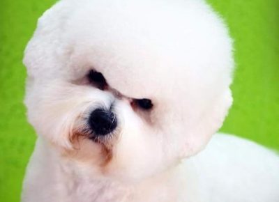 Flokovaslika1582749366