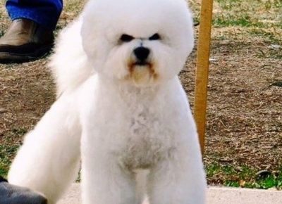 Flokovaslika21582749365