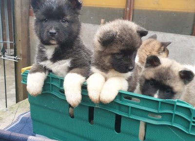 americanakitachunkypuppiesonlyfemales5e0df6a434e621582734441