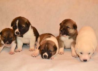 americanakitainupuppies5e178fe04532e1582734439