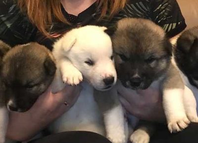 americanakitainupuppies5e1791d6db9ee1582734438