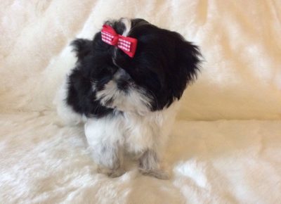 americanimperialshihtzublackwhitegirl5dc74cb2836341581430752