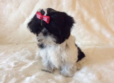 americanimperialshihtzublackwhitegirl5dc74cb2c5a641581430752