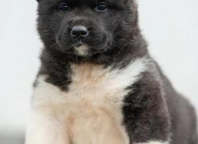 americkaakita021581865197