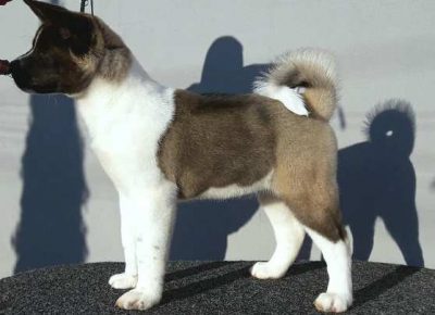 americkaakita021582674739