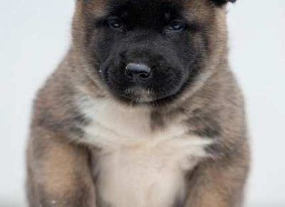 americkaakita031581865198