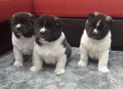 americkaakita041582674740